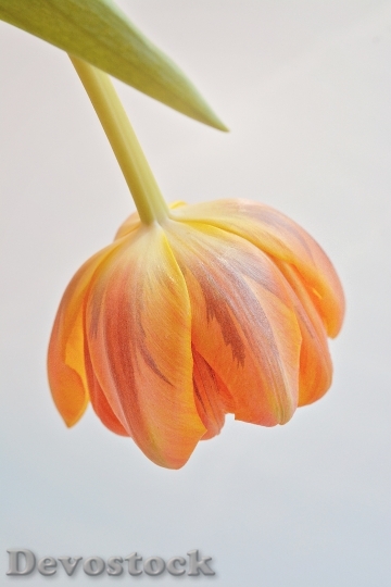 Devostock Tulip Flower Blossom Bloom 67