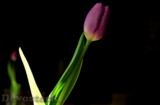 Devostock Tulip Flower Blossom Bloom 69