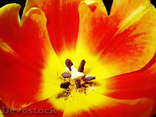 Devostock Tulip Flower Blossom Bloom 7