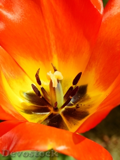 Devostock Tulip Flower Blossom Bloom 71