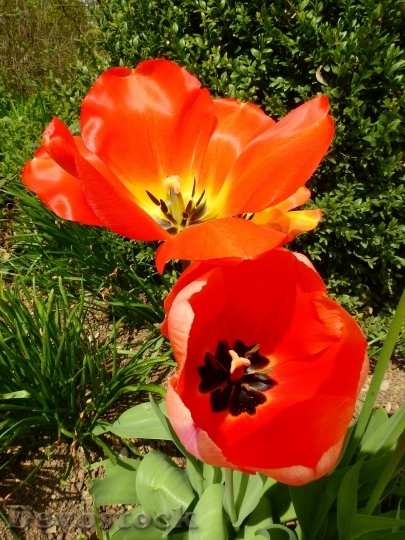 Devostock Tulip Flower Blossom Bloom 74