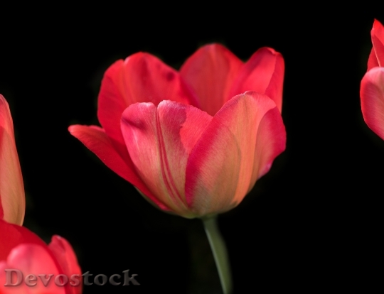 Devostock Tulip Flower Blossom Bloom 76