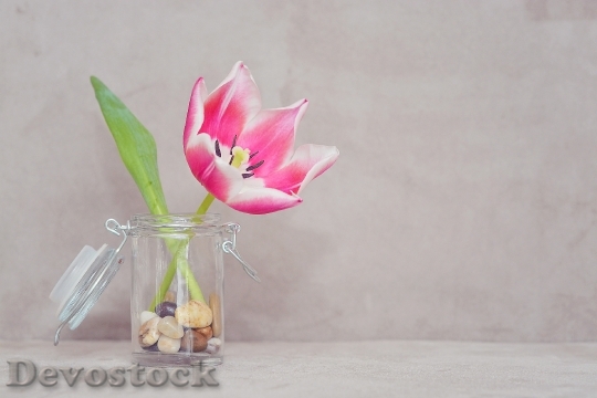 Devostock Tulip Flower Blossom Bloom 80