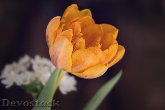 Devostock Tulip Flower Blossom Bloom 84