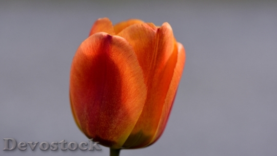 Devostock Tulip Flower Blossom Bloom 89