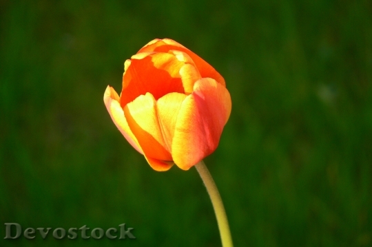 Devostock Tulip Flower Blossom Bloom 9