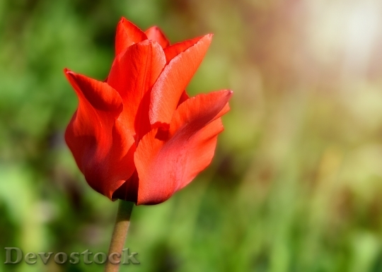 Devostock Tulip Flower Blossom Bloom 90