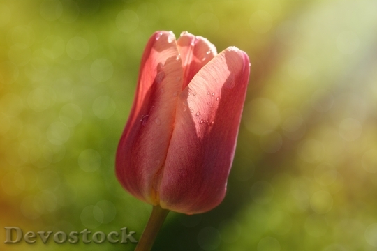 Devostock Tulip Flower Blossom Bloom 93