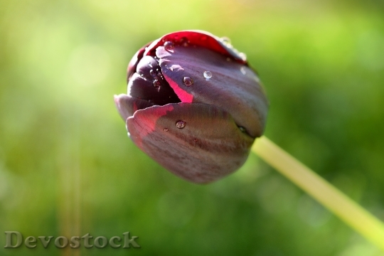 Devostock Tulip Flower Blossom Bloom 94