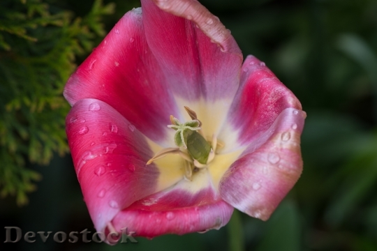 Devostock Tulip Flower Blossom Bloom 97