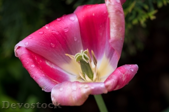 Devostock Tulip Flower Blossom Bloom 98
