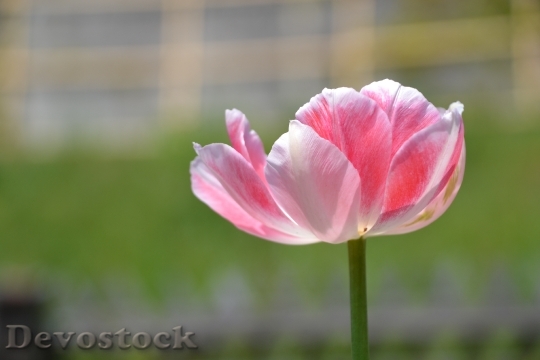 Devostock Tulip Flower Blossom Bloom 99
