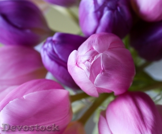 Devostock Tulip Flower Blossoms E