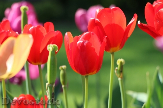 Devostock Tulip Flower Closed Red