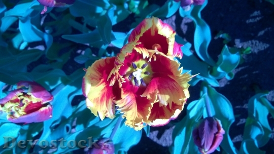 Devostock Tulip Flower Color Colorful