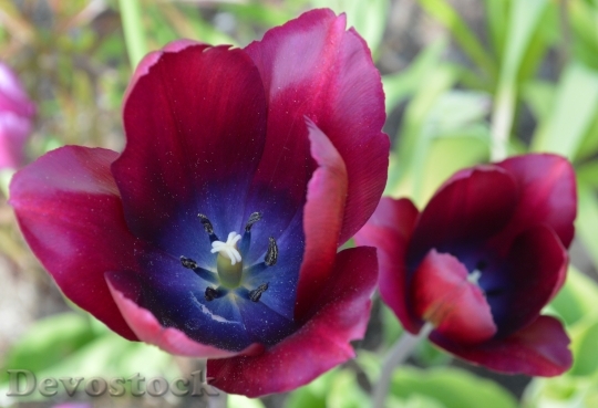 Devostock Tulip Flower Dark Red