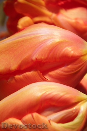 Devostock Tulip Flower Detail Tulips