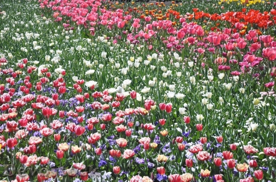 Devostock Tulip Flower Flora Floral