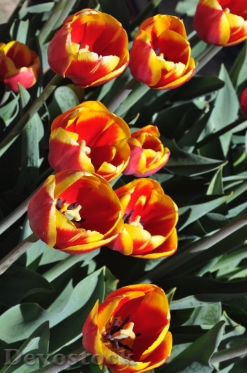 Devostock Tulip Flower Floral Bloom