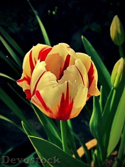 Devostock Tulip Flower Floral Spring 0