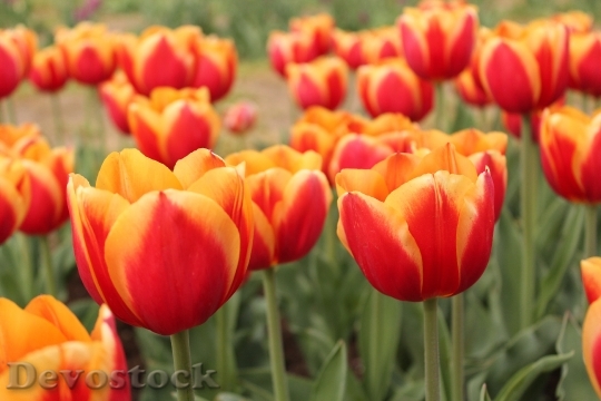Devostock Tulip Flower Floral Spring