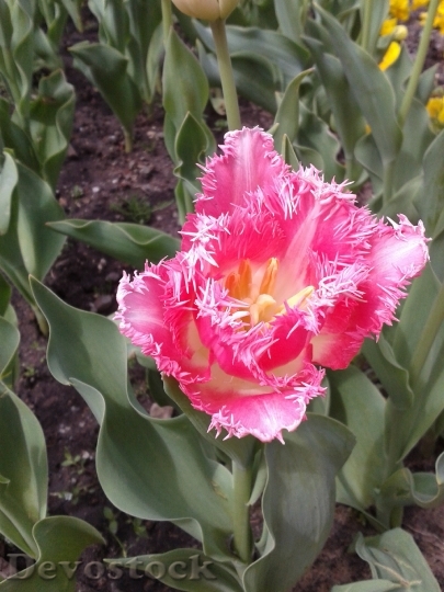 Devostock Tulip Flower Flowers 554057