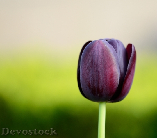 Devostock Tulip Flower Flowers 750452