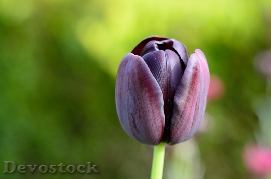 Devostock Tulip Flower Flowers 750454