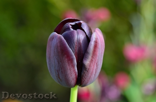 Devostock Tulip Flower Flowers 750455