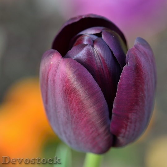 Devostock Tulip Flower Flowers 750457