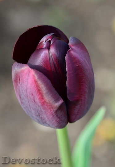 Devostock Tulip Flower Flowers 750458