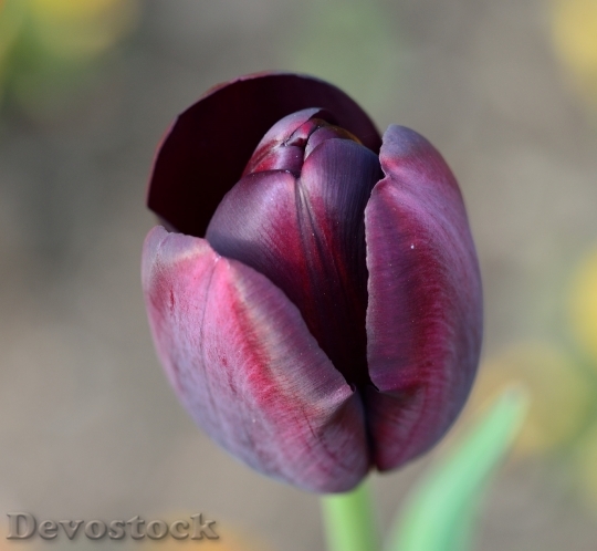 Devostock Tulip Flower Flowers 750459