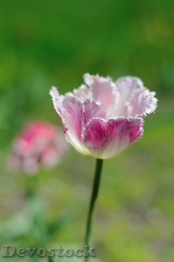 Devostock Tulip Flower Flowers Nature