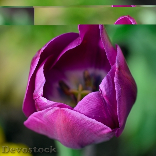 Devostock Tulip Flower Flowers Purple