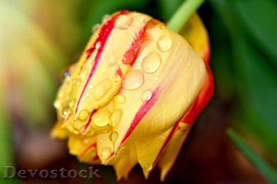 Devostock Tulip Flower Garden Blossom