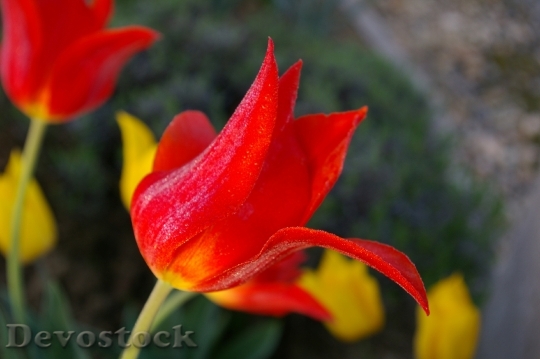 Devostock Tulip Flower Garden Spring 0