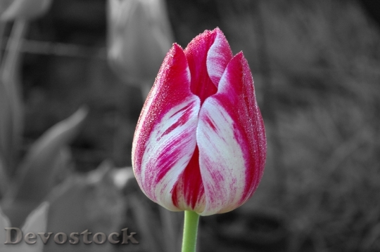 Devostock Tulip Flower Garden Spring