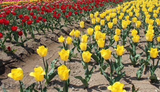 Devostock Tulip Flower Gardens Flowers 0