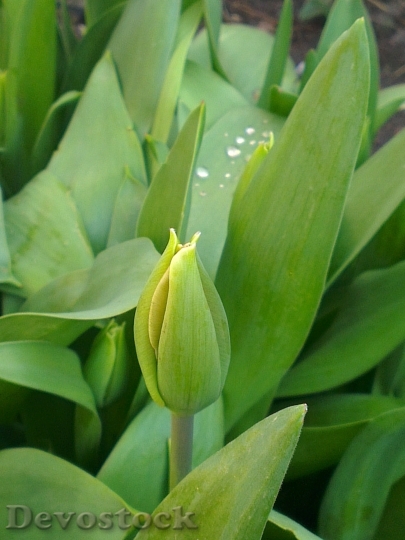 Devostock Tulip Flower Green Drop