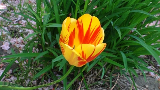 Devostock Tulip Flower Greens Nature