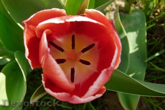 Devostock Tulip Flower Harbinger Spring