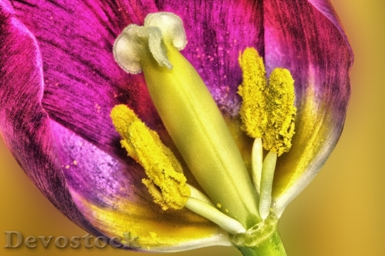 Devostock Tulip Flower Hdr Spring