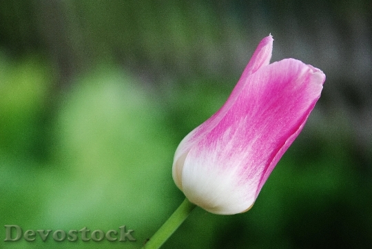 Devostock Tulip Flower Holland Nature