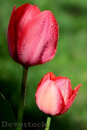 Devostock Tulip Flower Light Drops