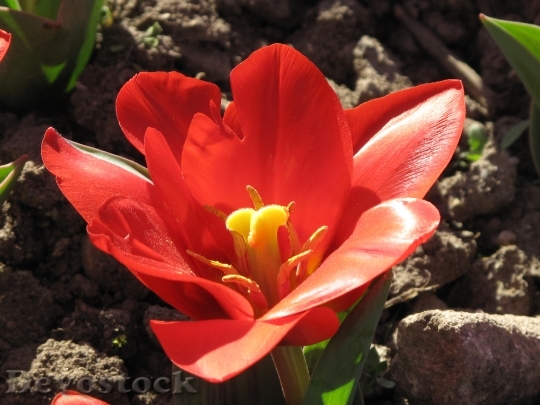 Devostock Tulip Flower Macro Bloom