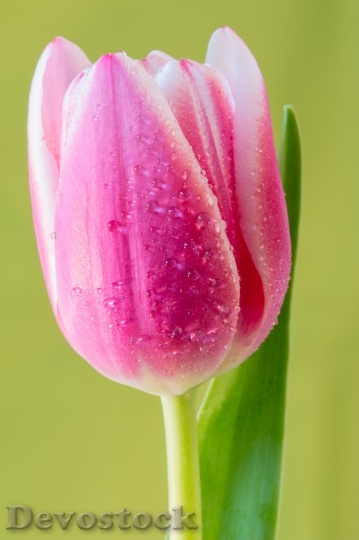 Devostock Tulip Flower Macro Flora