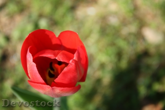 Devostock Tulip Flower Nature Bloom