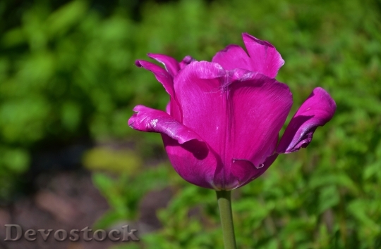 Devostock Tulip Flower Nature Floral