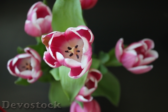 Devostock Tulip Flower Nature Flowers 0