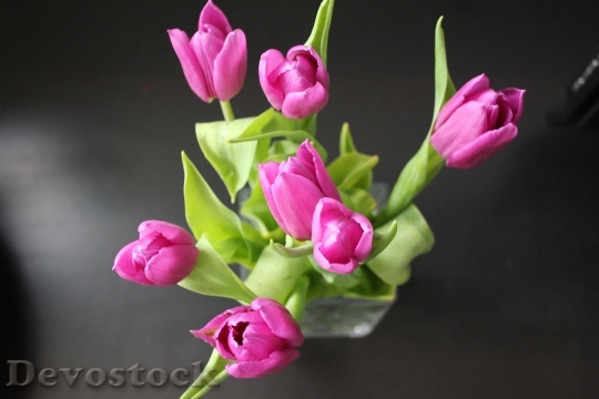 Devostock Tulip Flower Nature Flowers 1